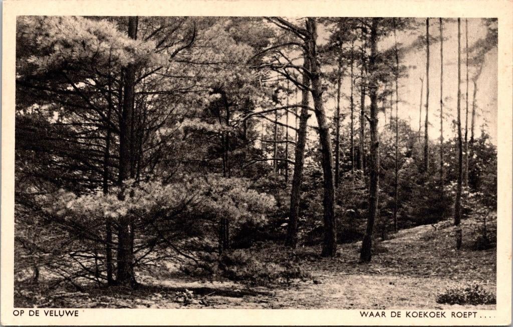 Op de Veluwe - Waar de koekoek roept... jaren 50, Verzenden, 1940 tot 1960, Ongelopen, Gelderland