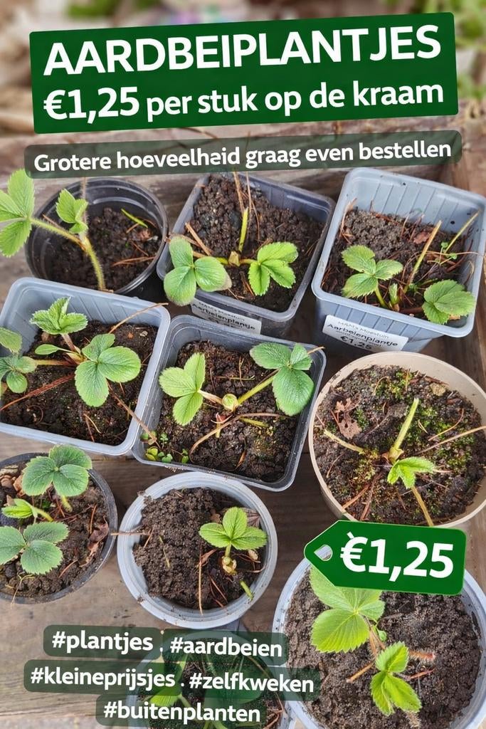 Verse Aardbeiplantjes - Kweek je eigen aardbeien!, Tuin en Terras, Planten | Tuinplanten, Volle zon, Vaste plant, Ophalen of Verzenden