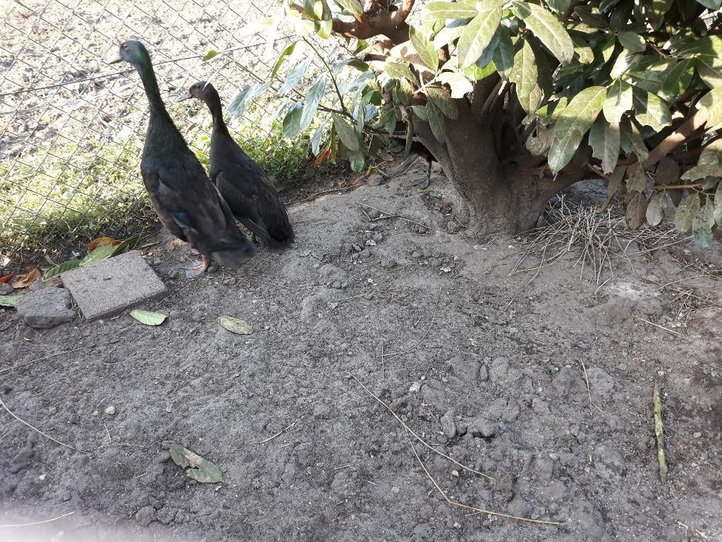 Broedeieren Indische Loopeend zwart, Geslacht onbekend, Eend