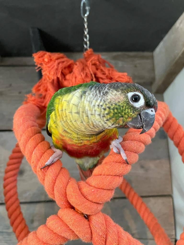 Jonge Baby Pyrrhura´s | Handtam | Nieuwsgierig | Div.kleuren