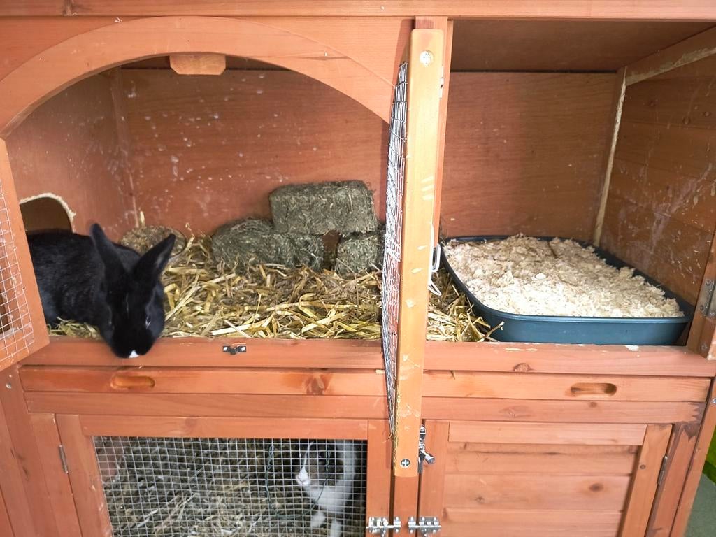 2 konijnen + toebehoren voedsters 6/7 maanden oud, Dieren en Toebehoren, Konijnen, Vrouwelijk, Middelgroot, 0 tot 2 jaar