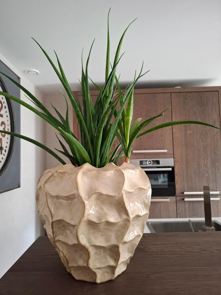 Nieuwe bloempot met plant, Tuin en Terras, Bloempotten, 25 tot 40 cm, Rond, Ophalen of Verzenden, Zo goed als nieuw