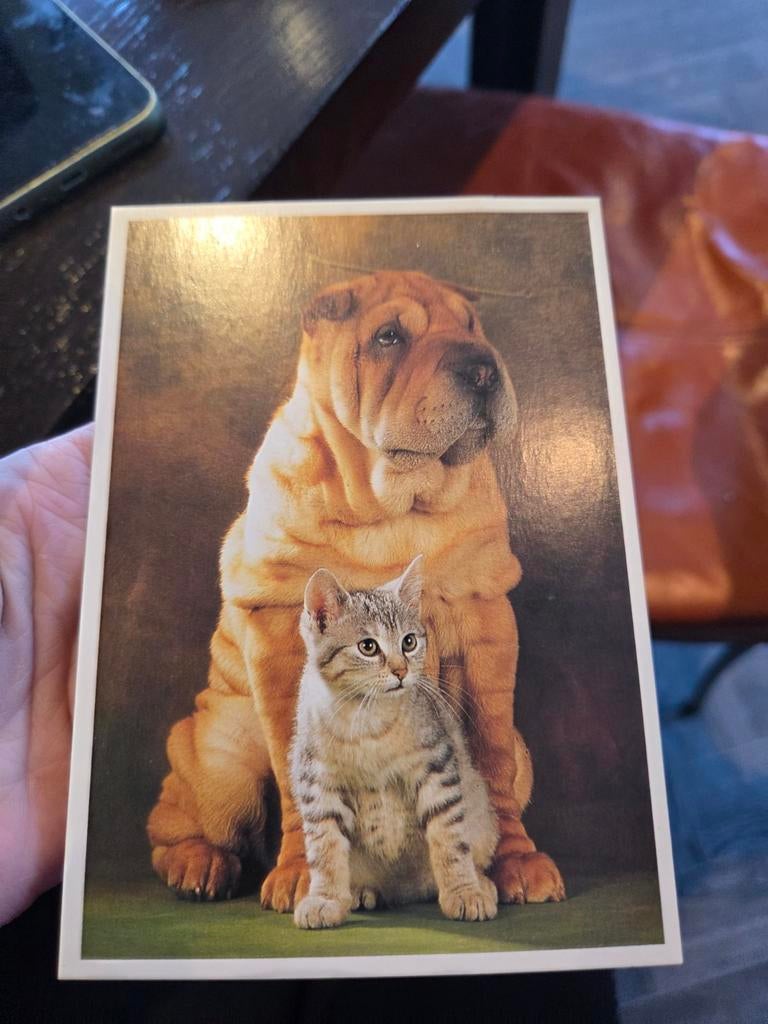 Ansichtkaart: Hond en Kat - Vriendschap, Ophalen of Verzenden, 1980 tot heden, Ongelopen, Hond of Kat