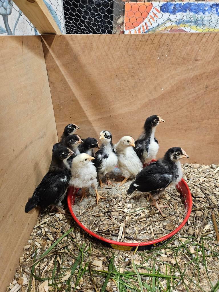 Kuikens boerenmix, Dieren en Toebehoren, Meerdere dieren, Kip