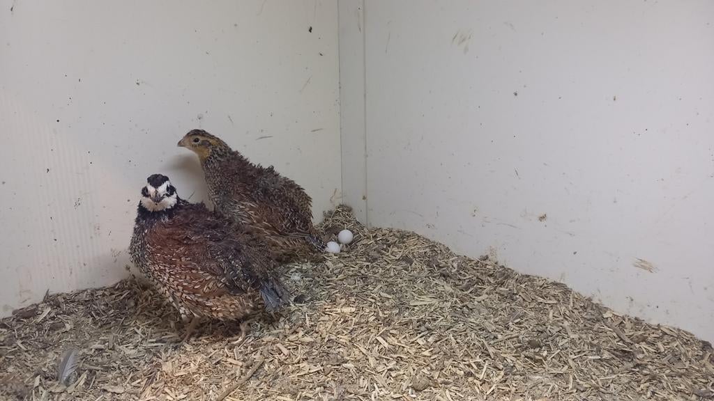 Broedeieren boomkwartels, Dieren en Toebehoren, Ophalen of Verzenden, Nieuw, Kooi-accessoires
