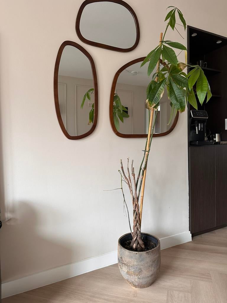 Geldboom (Pachira aquatica) te koop, Ophalen of Verzenden, Halfschaduw, Minder dan 100 cm