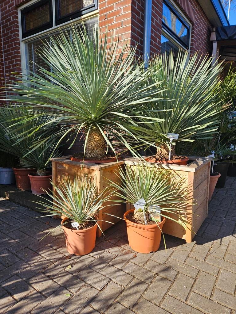 Trachycarpus Fortunei stam 50cm - 160 hoog - winterhard, Volle zon, Ophalen of Verzenden, Minder dan 100 cm, Zomer