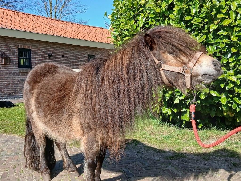 Mooie lieve Shetland merrie, Dieren en Toebehoren, Pony's, Merrie, A pony (tot 1.17m)