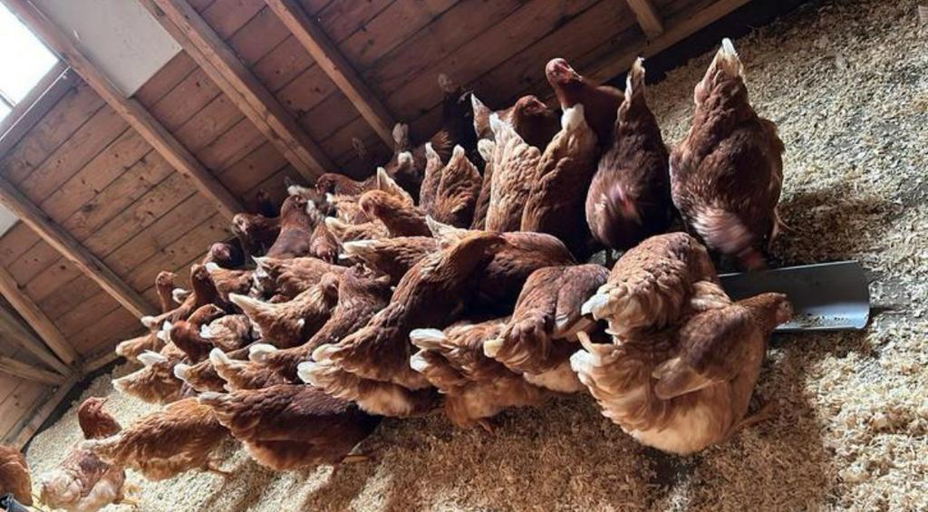 Bruine legkippen/ hennen brown nicks