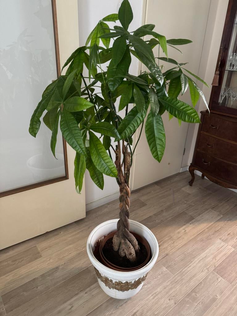 Pachira Aquatica - Geldboom, 100 tot 150 cm, Overige soorten, In pot, Groene kamerplant