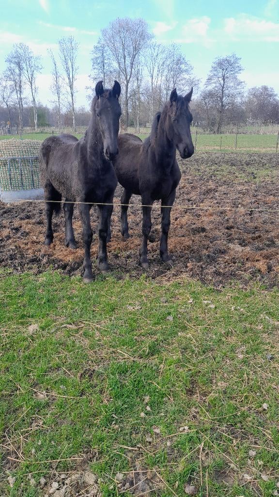 Friese paarden, Dieren en Toebehoren, Merrie, 0 tot 2 jaar