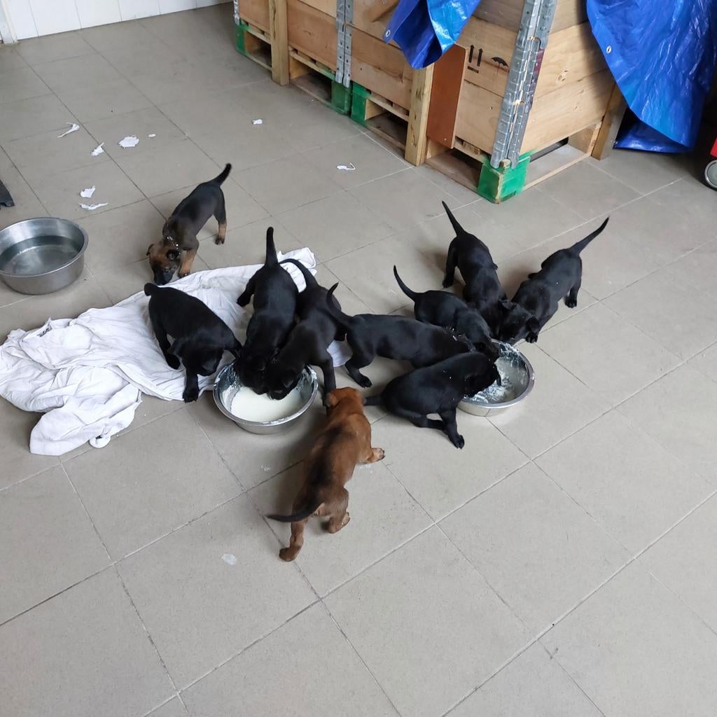 Mechelse herder pups, nog 1 zwart reutje beschikbaar, Dieren en Toebehoren, Honden | Herdershonden en Veedrijvers, Parvo, Reu