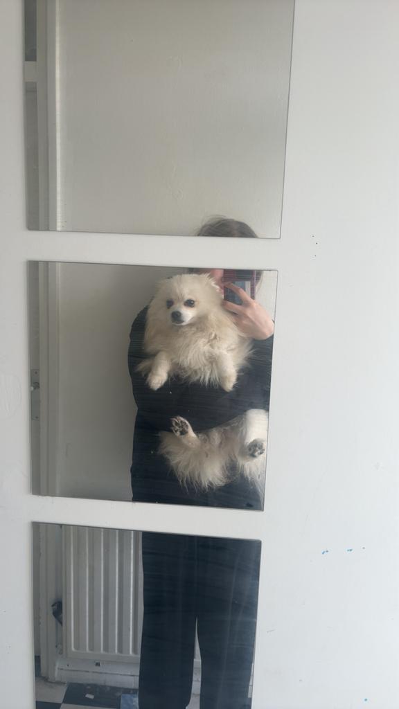 Pomeriaan kruising zoek gouden mandje, Particulier, CDV (hondenziekte), 1 tot 2 jaar, Buitenland