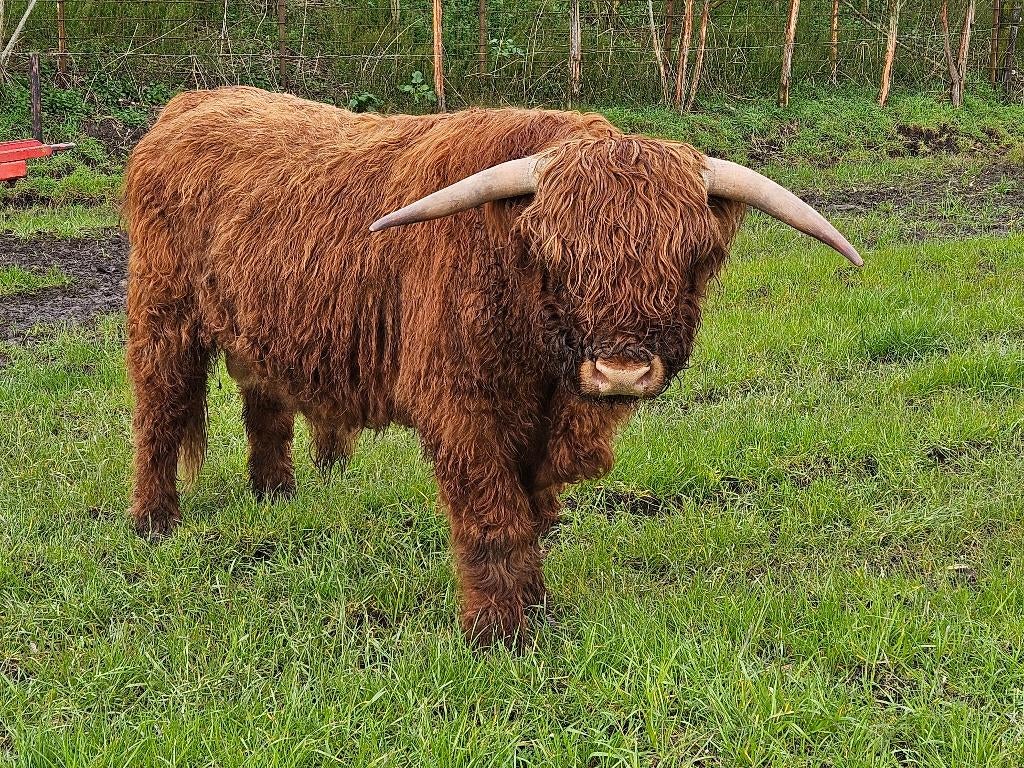 Runderen, Dieren en Toebehoren, Mannelijk