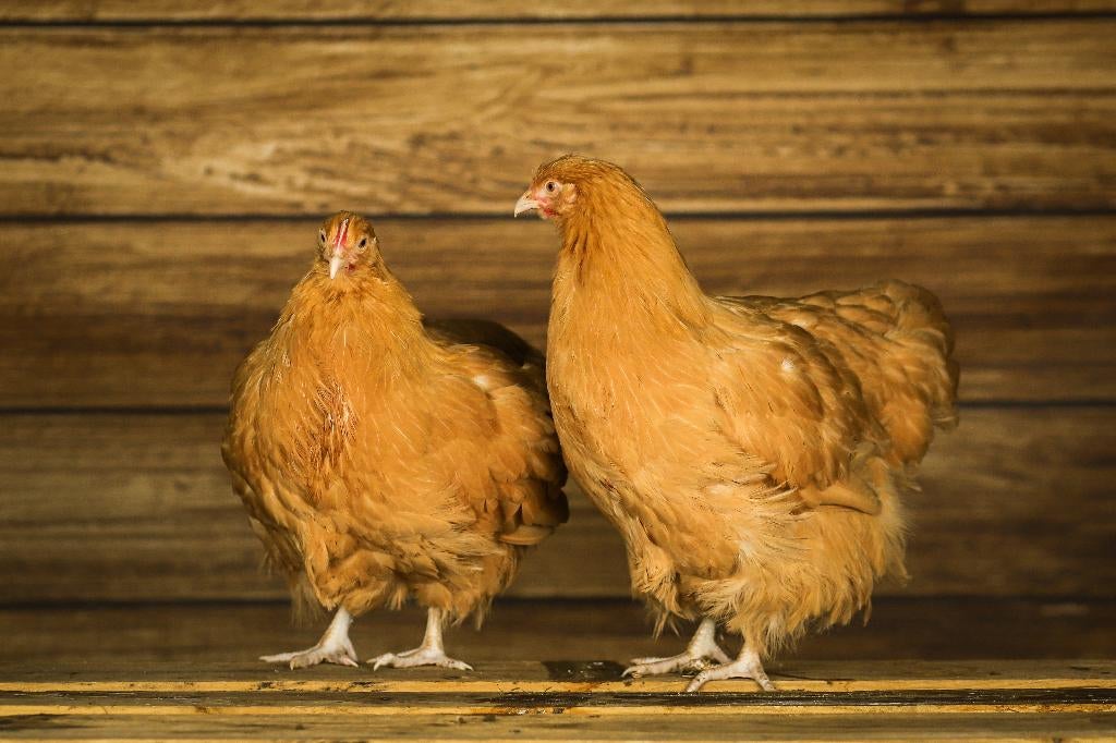 Orpington kriel kippenkuikens | Gesekst en Ingeënt, Vrouwelijk, Kip