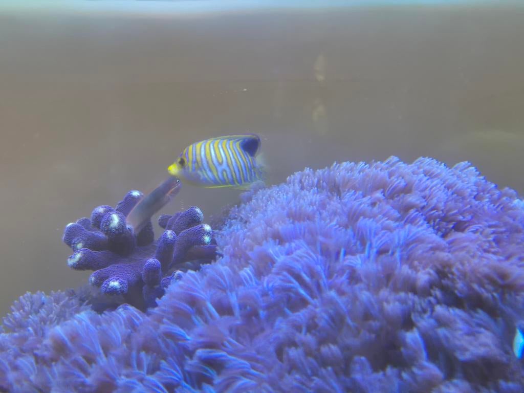 Inhoud zeeaquarium, Vis