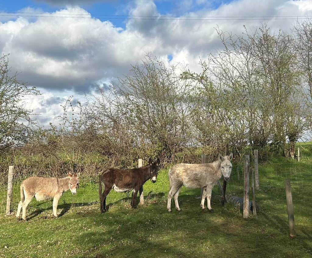 Ezel hengst te koop, December, Mannelijk