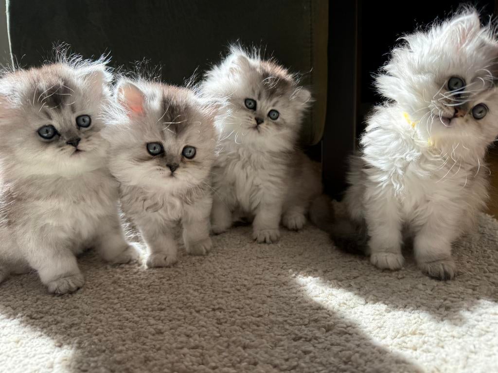 Prachtige britse langhaar kittens, Meerdere dieren, Gechipt, 0 tot 2 jaar