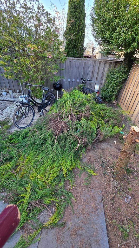 Gratis snoeiafval ophalen, Ophalen of Verzenden, Gebruikt