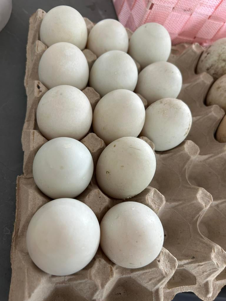 Loopeenden eieren, Dieren en Toebehoren, Pluimvee, Geslacht onbekend, Eend