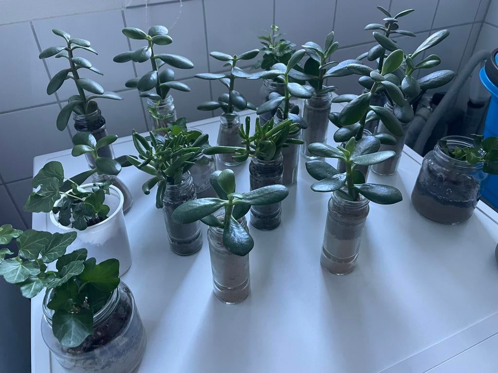 Vetplanten stekjes, Ophalen of Verzenden, Halfschaduw, Minder dan 100 cm