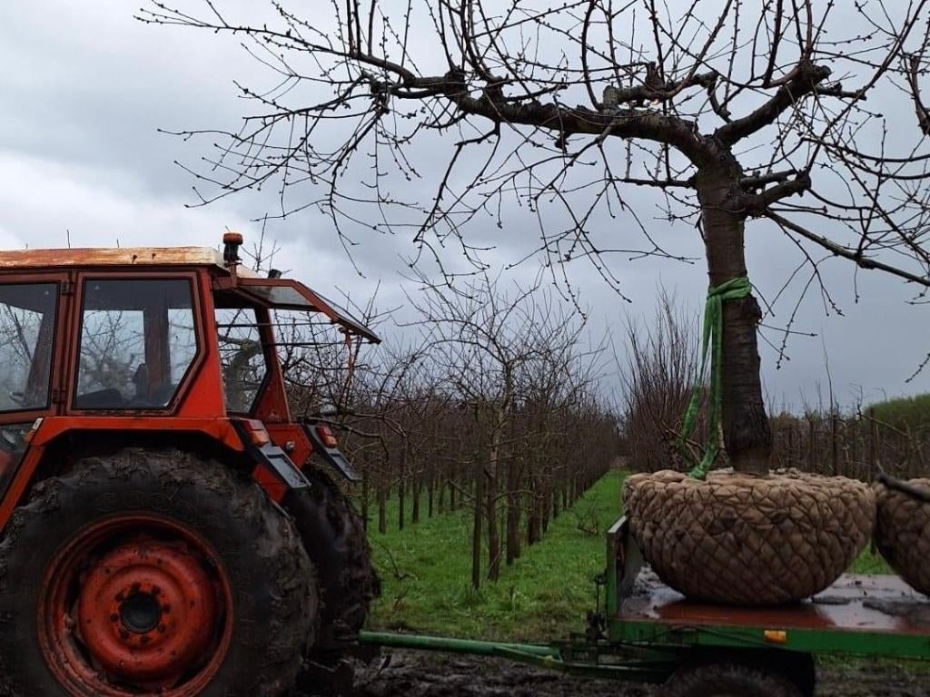 Leivorm Kersenbomen 35 jaar, div rassen, Ophalen, 250 tot 400 cm, Kersenboom, Lente