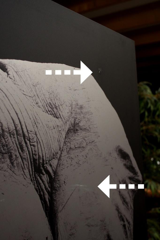 GROOT aluminium schilderij Single Power olifant 120 x 180 cm, Huis en Inrichting, Woonaccessoires | Schilderijen, Tekeningen en Foto's