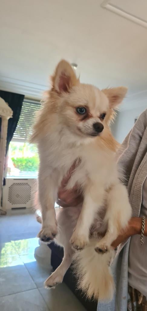 Dekreu pomchi, Dieren en Toebehoren, Honden | Poolhonden, Keeshonden en Oertypen, Reu, Overige rassen, Particulier, Eén hond, Nederland