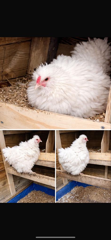 Super tamme krulveer haan! Kruising zijdehoender / brahma, Mannelijk, Kip