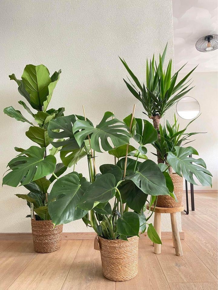 3 for 120 - Ficus , Monstera & Yucca, Huis en Inrichting, Kamerplanten, Ficus, In pot, Minder dan 100 cm, Groene kamerplant