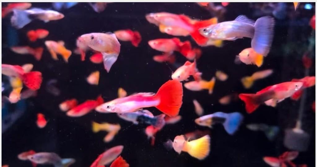 Mooie Guppy man mix - Gup - Koidream Valburg, Vis, Zoetwatervis