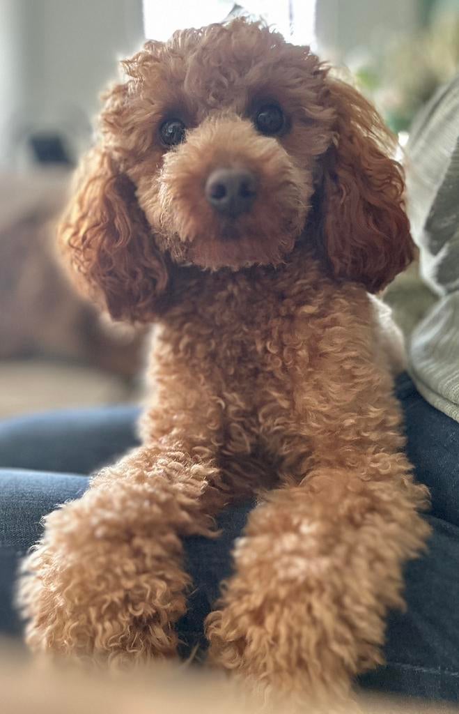 Rode toy/dwerg poedel DEKREU aangeboden met FCI stamboom, Dieren en Toebehoren, Parvo, Particulier, Reu, 1 tot 2 jaar