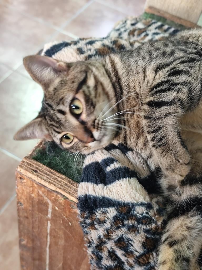 Jarela, Karina, 2/05/2025, gered van de straat, Dieren en Toebehoren, Katten en Kittens | Overige Katten, Poes, Kortharig, 0 tot 2 jaar