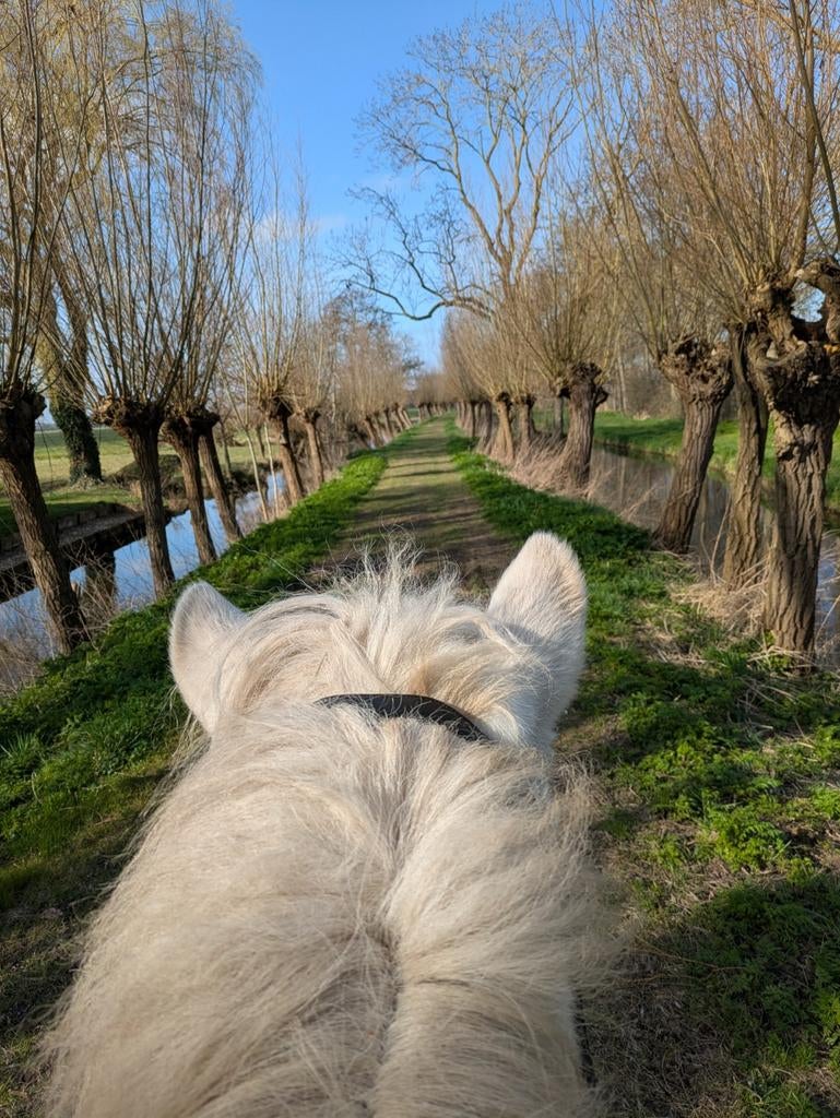 Verzorgster gezocht voor IJslander, Dieren en Toebehoren
