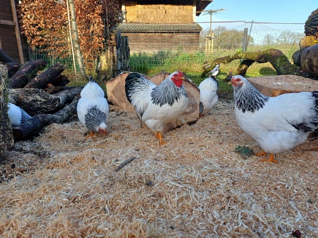 Broedeieren Wyandotte Columbia kriel, Dieren en Toebehoren, Geslacht onbekend, Kip