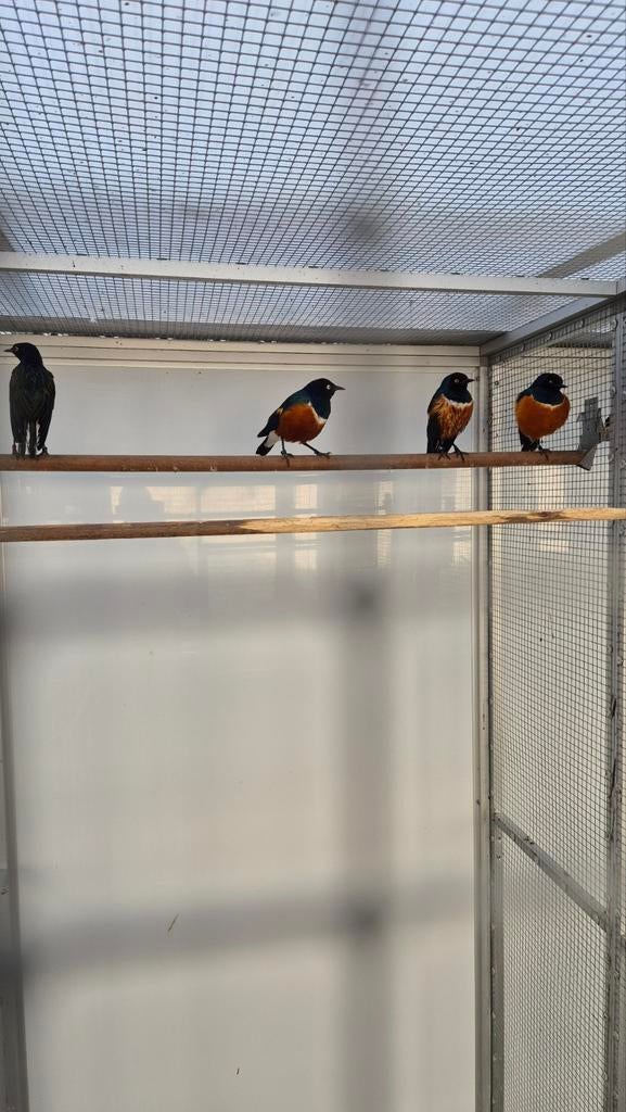 Driekleur Glansspreeuwen (Lamprotornis superbus), Meerdere dieren, Tropenvogel, Geringd