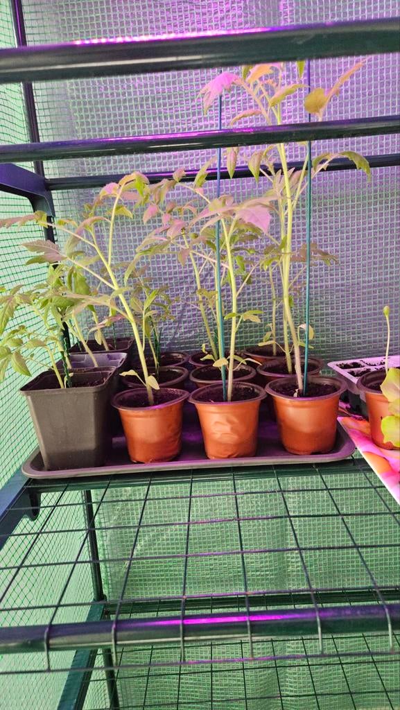 Tomaten plantjes, Ophalen, Eenjarig, Groenteplanten, Volle zon