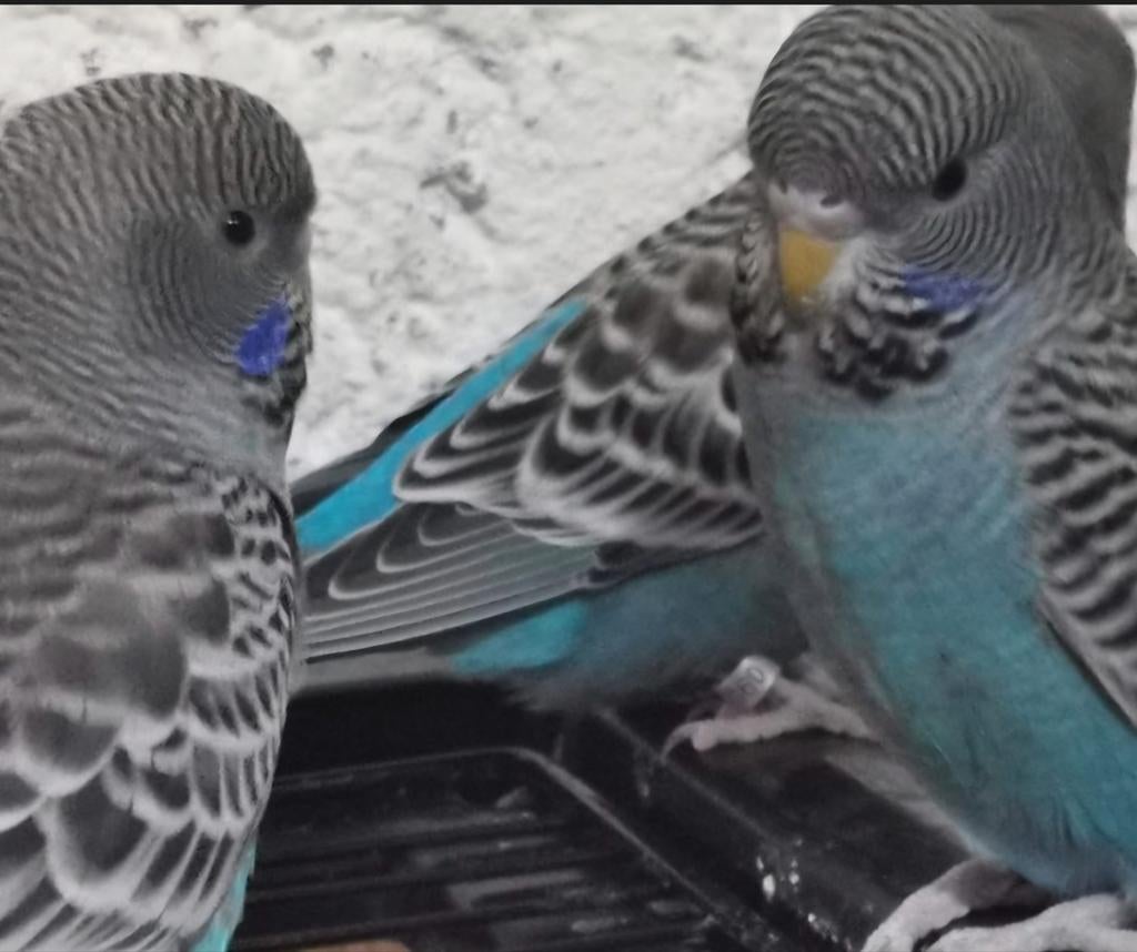 Op zoek naar Blackface of Blackwing pop, Meerdere dieren, Parkiet
