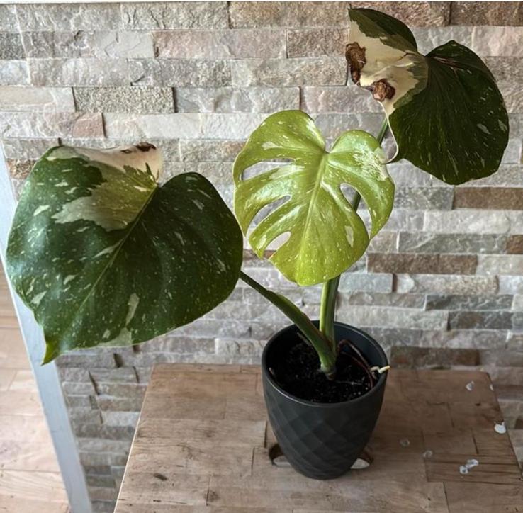 Monstera Thai constellation in pot, Huis en Inrichting, Kamerplanten, Overige soorten, In pot, Minder dan 100 cm, Groene kamerplant