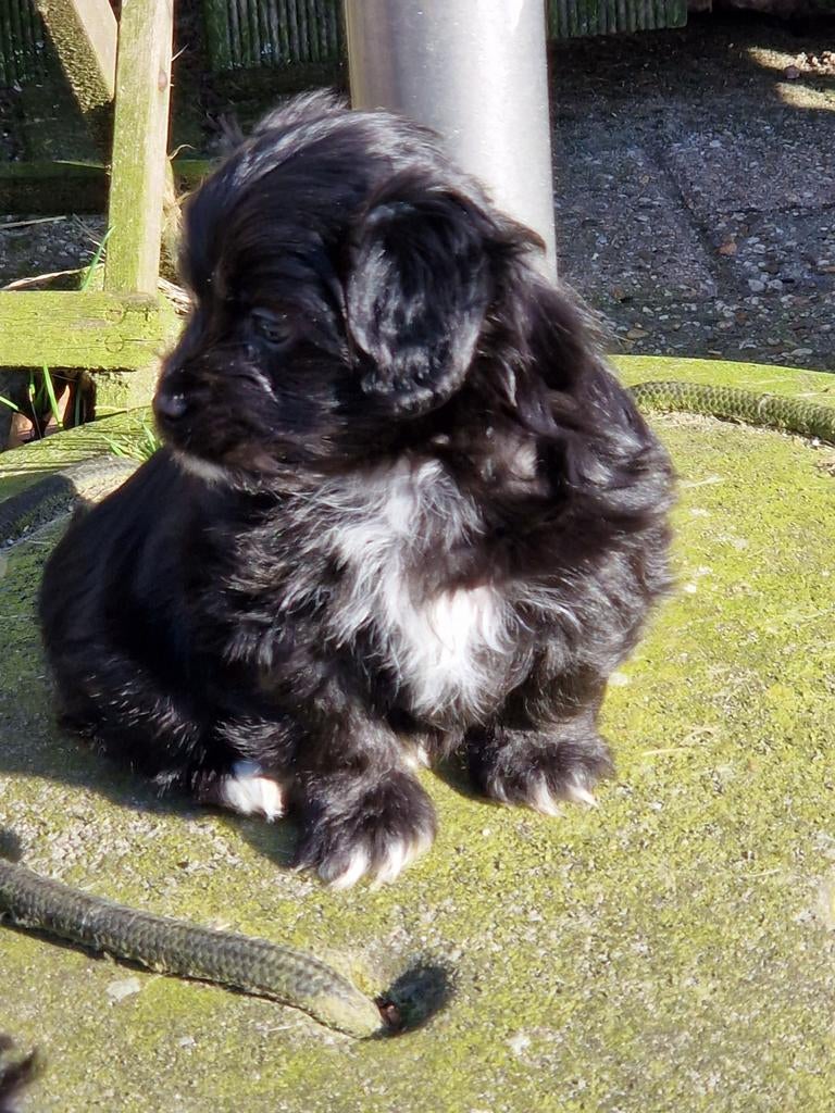 Super mooie boomer pups, Parvo, 8 tot 15 weken, Meerdere, Meerdere dieren