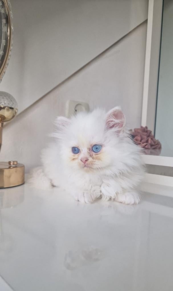 🔥 Laatste Brits langharig poesje – 8 weken – direct beschik, Dieren en Toebehoren, Meerdere dieren