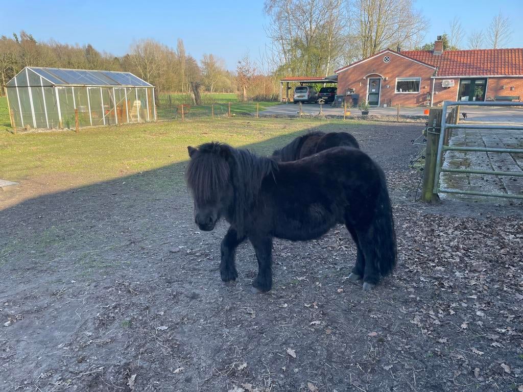 Te koop: 2 shetlanders, Dieren en Toebehoren, Merrie