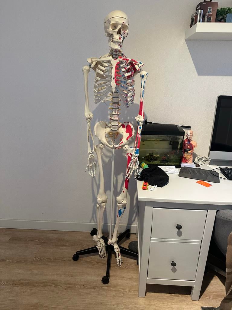 Anatomisch skelet, Ophalen of Verzenden, Gebruikt