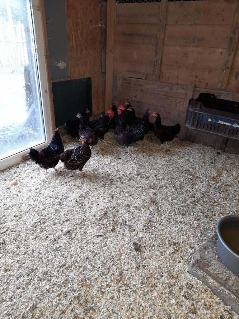 Broedeieren sussex kriel, Dieren en Toebehoren, Pluimvee, Geslacht onbekend, Kip