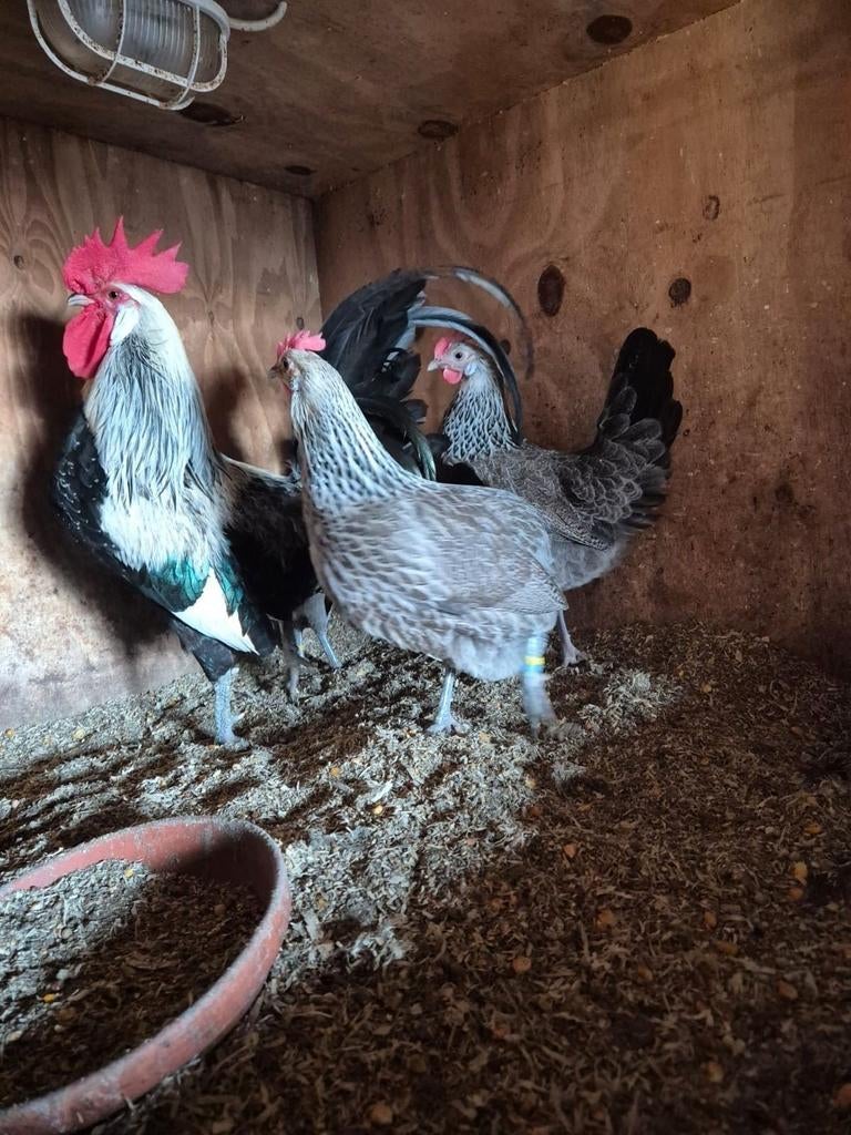 Te koop mooie duitse krielen, Meerdere dieren, Kip