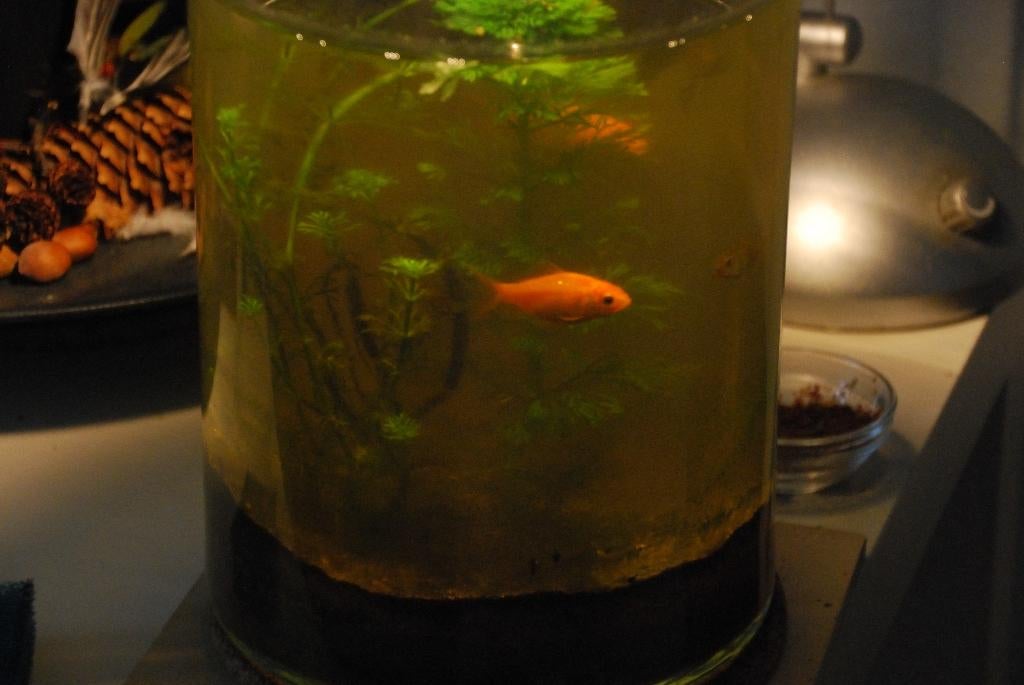 Goudvissen (3) 4-5 cm, Goudvis(sen)