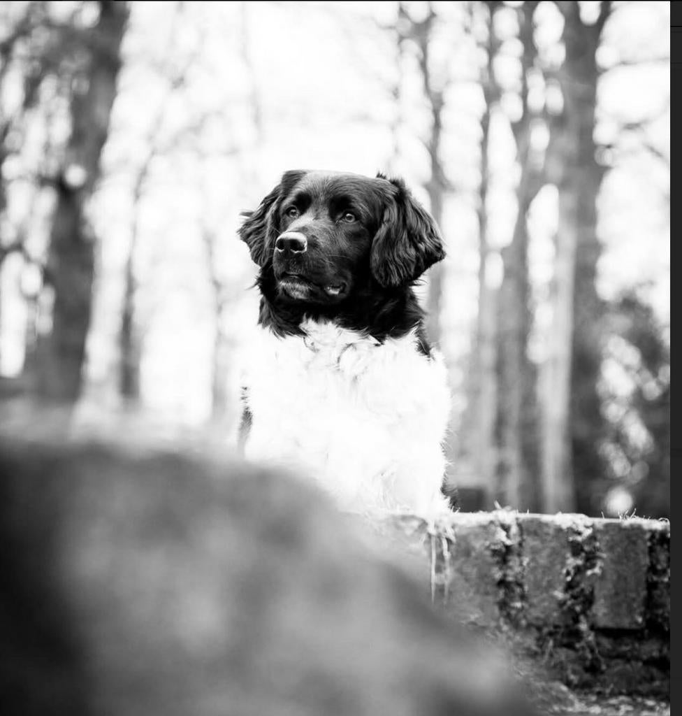 Friese stabij Dekreu, Parvo, Reu, 1 tot 2 jaar, Eén hond