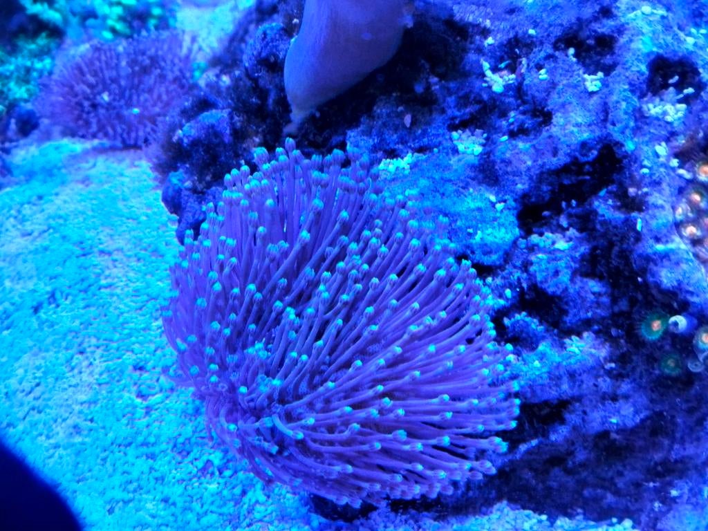 Keniabomen neon groen en blauw paddestoel met witte poliep, Ophalen, Nieuw, Overige typen