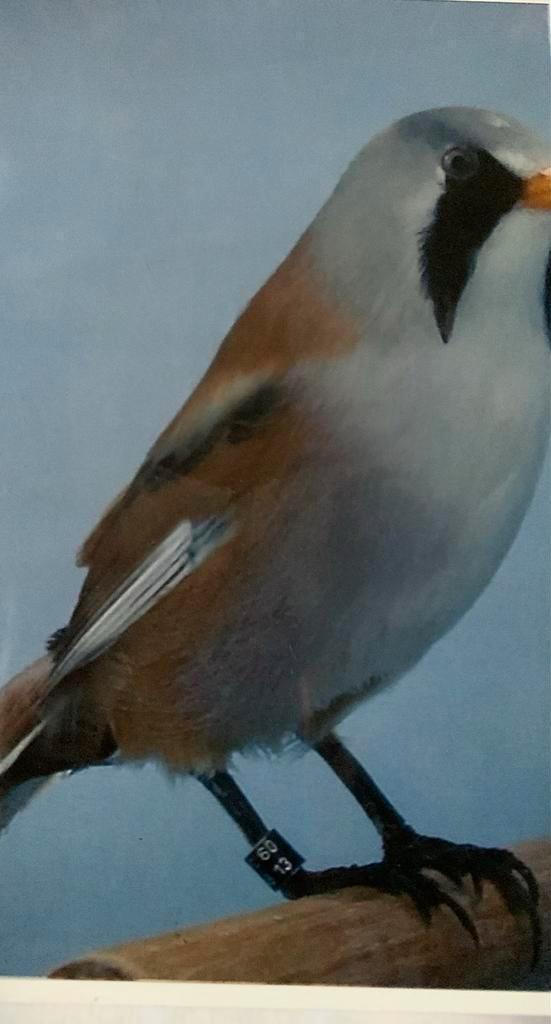 Baardmannetje, Dieren en Toebehoren