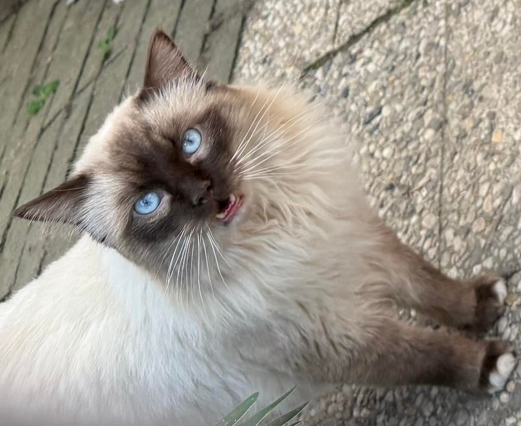 Prachtige Ragdoll kater, Kater, Met stamboom, 3 tot 5 jaar